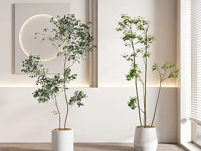 Indoor Bonsai Potted Plants in Modern White Interior with Green Foliage and Ceramic Planters 3d model