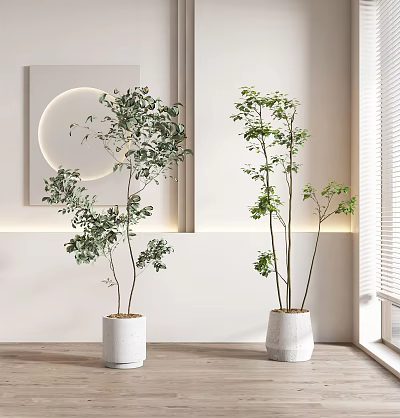 Indoor Bonsai Potted Plants in Modern White Interior with Green Foliage and Ceramic Planters 3d model