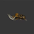 Orange And Black Beetle With Large White Curved Horns On Dark Background