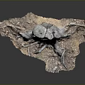 Natural Wooden Stump With Exposed Roots And Rustic Stone Textured Base Design