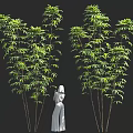 Green Trees With Slender Trunks Lush Leaves And White Human Statue