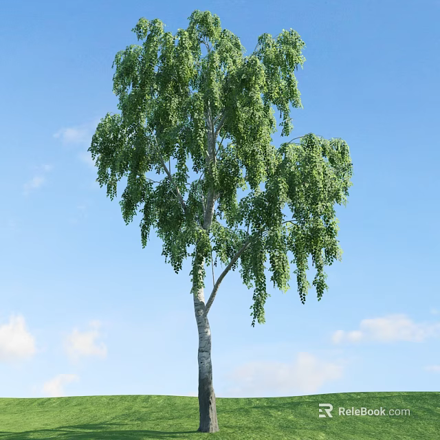 Tall Weeping Tree With Green Drooping Branches Against Blue Sky And White Clouds 3d model 