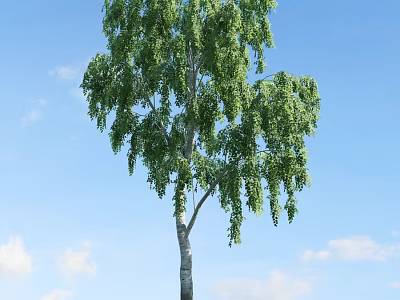 Tall Weeping Tree With Green Drooping Branches Against Blue Sky And White Clouds 3d model