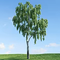 Tall Weeping Tree With Green Drooping Branches Against Blue Sky And White Clouds