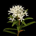 Blooming Lush Plant with White Flowers and Fresh Green Leaves