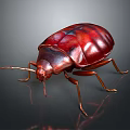 Shiny Red Brown Beetle With Glossy Exoskeleton Long Legs And Antennae On Dark Surface