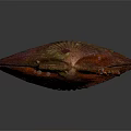 Vibrant Red Brown Marine Scallop Displaying Fan Shaped Shell Textured Surface And Glossy Details