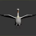 White Pelican with Spread Wings and Crested Head Standing On Smooth Surface Gray Gradient Background 3d model
