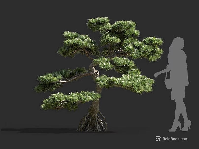 Bonsai Pine Tree With Exposed Roots And Lush Green Foliage Beside Human Silhouette 3d model 