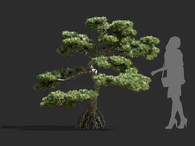 Bonsai Pine Tree With Exposed Roots And Lush Green Foliage Beside Human Silhouette 3d model