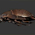 Two Dark Brown Glossy Beetles With Textured Exoskeleton Isolated On Dark Background 3d model