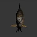 Brown And Black Fish With Shiny Scales Distinct Fins And Large Eyes