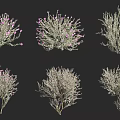 Various Types of Shrubs with Purple Flowers and Green Foliage in Different Shapes