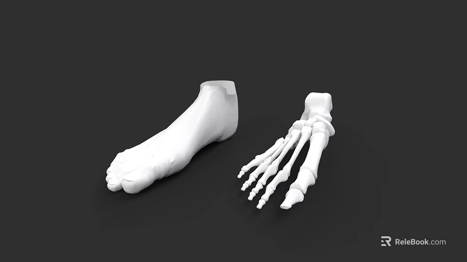 Detailed Human Foot 3D Model And Skeleton Anatomical Structure 3d model 