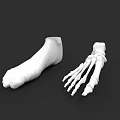 Detailed Human Foot 3D Model And Skeleton Anatomical Structure