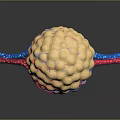 modern eukaryotic cell cross section cell structure cell tissue 3d model