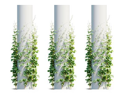 Modern Vine Plant 3d model