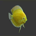 Yellow Discus Fish With Red Eyes And White Edges On Gray Background Showing Clear Reflection