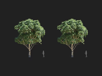 Two Arbor Trees with Green Foliage Trunk and Human Silhouette Size Reference 3d model