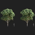 Two Arbor Trees with Green Foliage Trunk and Human Silhouette Size Reference
