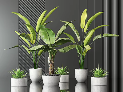 Large Leaf Potted Plants With Small Succulents In White Pots On Black Background Smooth Countertop 3d model