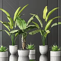 Large Leaf Potted Plants With Small Succulents In White Pots On Black Background Smooth Countertop