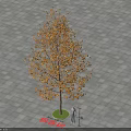 Tall Autumn Sweetgum Tree with Brown Leaves on Gray Brick Pavement and Person Below
