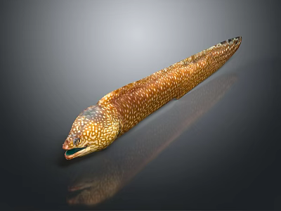 Brown And White Spotted Moray Eel With Long Slender Body On Smooth Reflective Surface 3d model