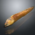 Brown And White Spotted Moray Eel With Long Slender Body On Smooth Reflective Surface 3d model
