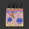 Medical Device For Skin Structure Education With 3D Anatomical Model And Follicle Vascular Components