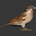 Small Brown Sparrow with Light Brown Feathers Standing on Shiny Black Surface in Gray Background