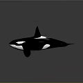 Black And White Orca Whale 3D Rendered In Gray Background 3d model
