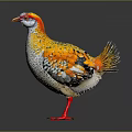 Colorful Bird With Red Yellow Head White Spotted Body Red Legs And Vibrant Tail Feathers