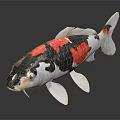 Colorful Koi Fish With Red White Black Patterns And Shiny Surface Reflection 3d model