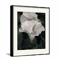 White Morning Glory Botanical Painting With Green Leaves In White Frame And Dark Background