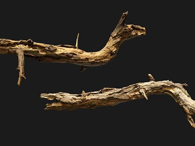 Dry Wooden Branches with Natural Texture Isolated on Black Background Displaying Rustic Charm 3d model