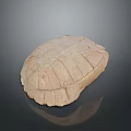 Turtle shell Han turtle shell turtle cartoon turtle snapping turtle hawksbill reptile cold-blooded animal 3d model