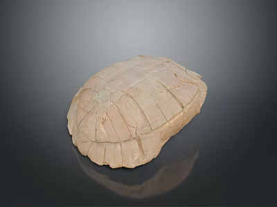 Turtle shell Han turtle shell turtle cartoon turtle snapping turtle hawksbill reptile cold-blooded animal 3d model