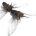 Two Cicadas With Transparent Veined Wings And Brown Bodies On White Background