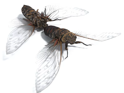 Modern Style Insect Bee Bug 3d model Modern Style Insect Bee Bug 3d model