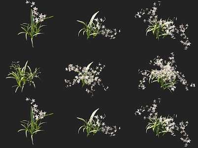 Tongue orchid flower shrub combination small grass flowers shrub flowers and plants combination 3d model