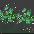 Fresh Green Cilantro Leaves And White Seeds Scattered On Dark Background