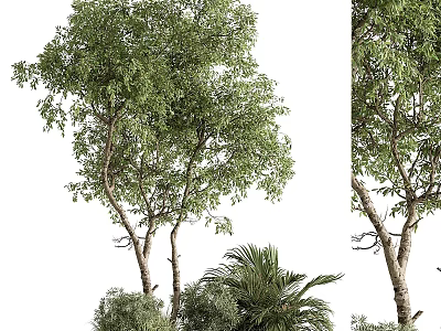 Tall Arbor With Dense Green Foliage Multiple Trunks And Lush Understory Plants 3d model