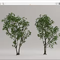 Modern Tree Landscape Tree 3d model