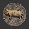 Brown And Black Spotted Pig Lying Relaxed On Muddy Ground Surface 3d model