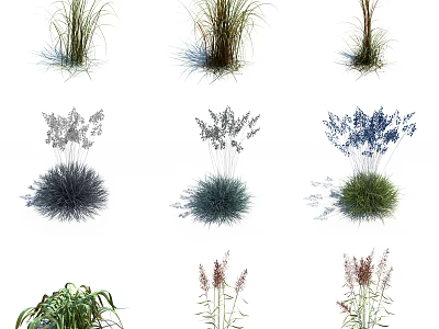 Diverse Ornamental Grasses And Herbal Plants With Blue Flowers And Green Foliage 3d model