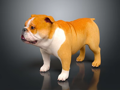 Adorable Brown And White Bulldog Standing On Shiny Black Floor Background 3d model