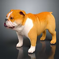 Adorable Brown And White Bulldog Standing On Shiny Black Floor Background
