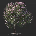 Lush Blooming Arbor Tree With Purple Flowers And Green Leaves On Brown Trunk