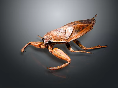 Giant Water Bug With Brown Exoskeleton And Large Forelegs In Macro Photography 3d model